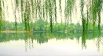 【養(yǎng)生知識(shí)】已入五九，六九將至，五九的養(yǎng)生秘訣，你知道嗎？