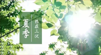 【艾灸三伏天】今年三伏不一般，仙草小助理建議大家早作準(zhǔn)備哦！